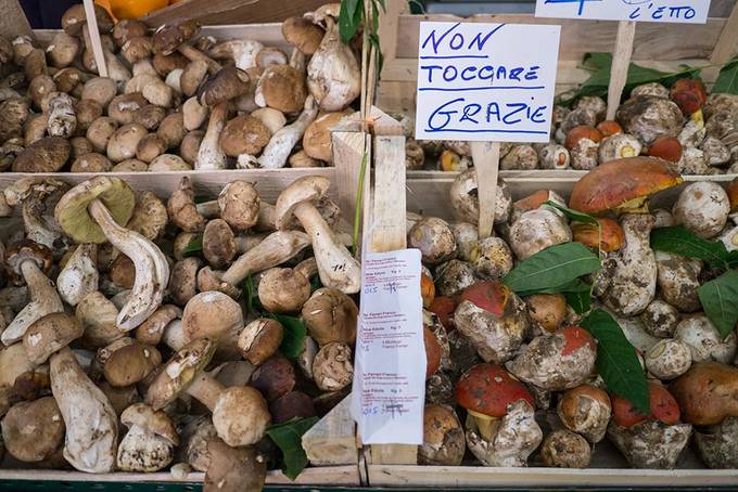 Mushrooms Mushrooms