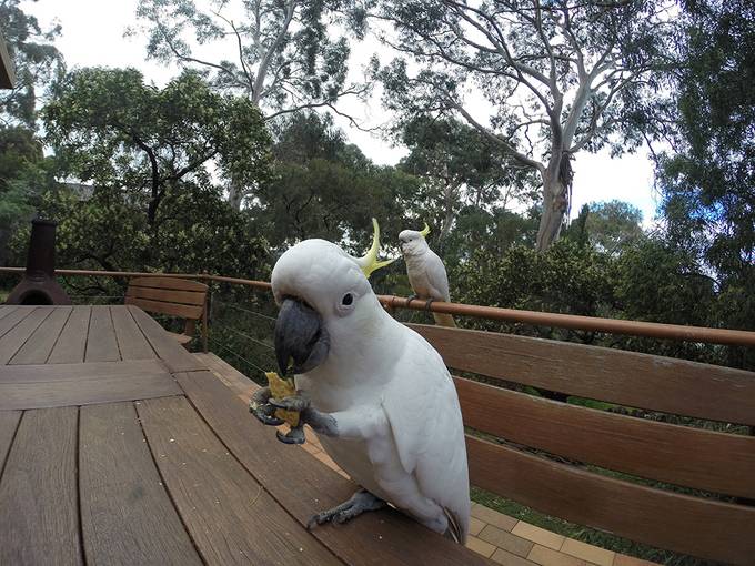 Cockatoo eating tortilla chips Cockatoo eating tortilla chips