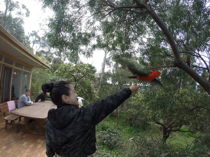 Feeding the parrots Feeding the parrots