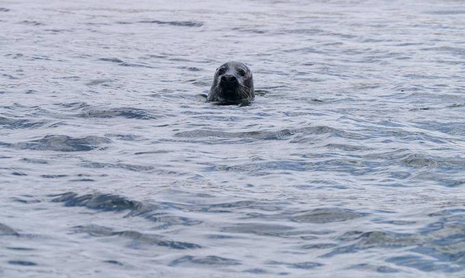 A seal swimming A seal swimming