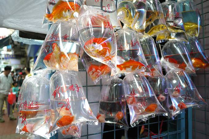 Hong Kong goldfish market Hong Kong goldfish market