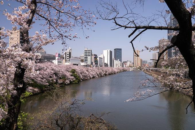 The cherry blossoms in Iidabashi The cherry blossoms in Iidabashi