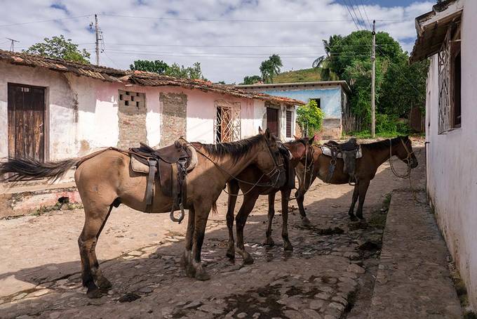 Horses tied up in Trinidad Horses tied up in Trinidad