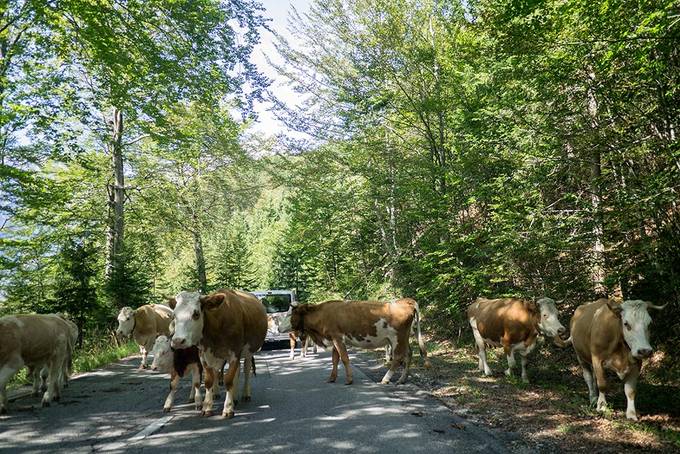 Cows crossing the road Cows crossing the road