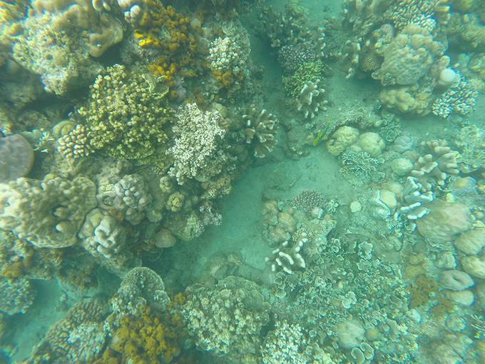 Coral Coral