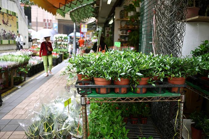 Hong Kong plant stall Hong Kong plant stall
