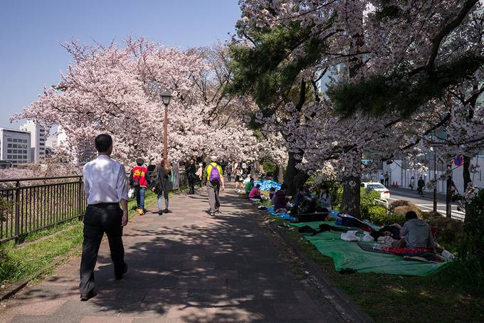 Hanami picnics Hanami picnics