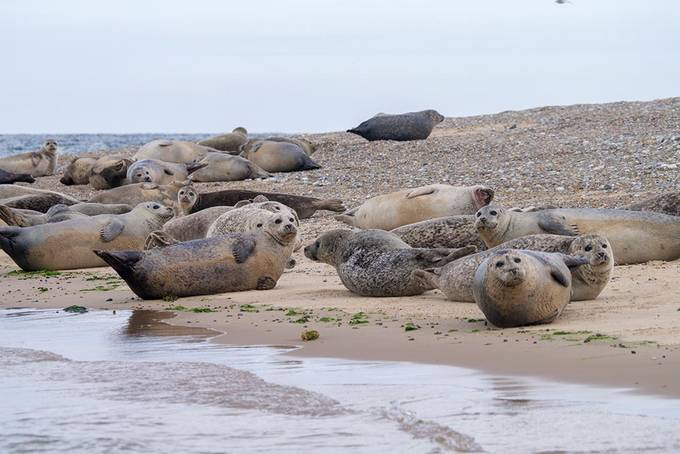 The seals The seals