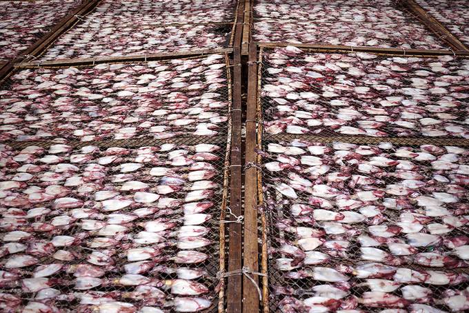 dried squid dried squid