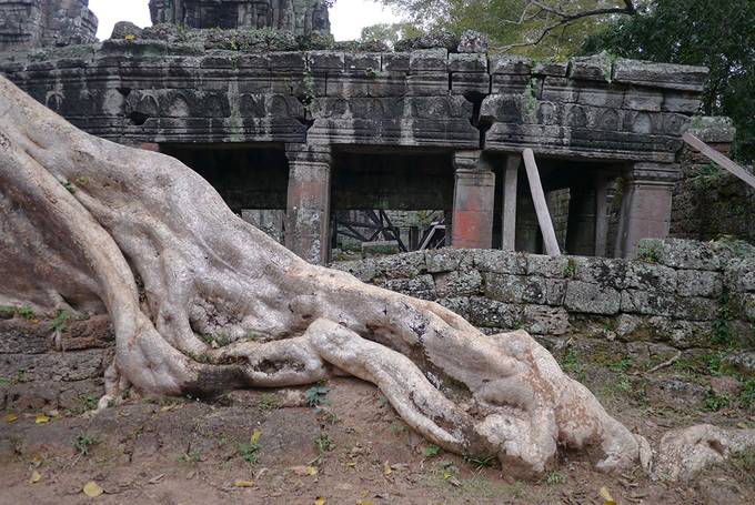 Tree roots Tree roots