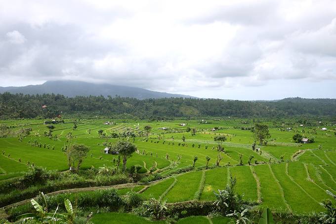 Rice paddies Rice paddies