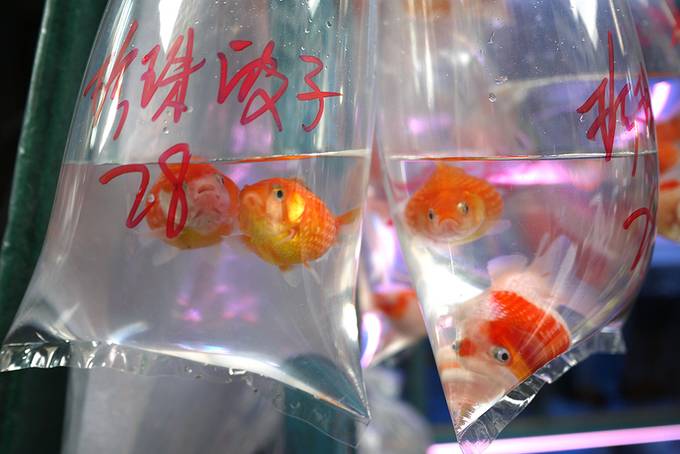 Hong Kong goldfish close up Hong Kong goldfish close up