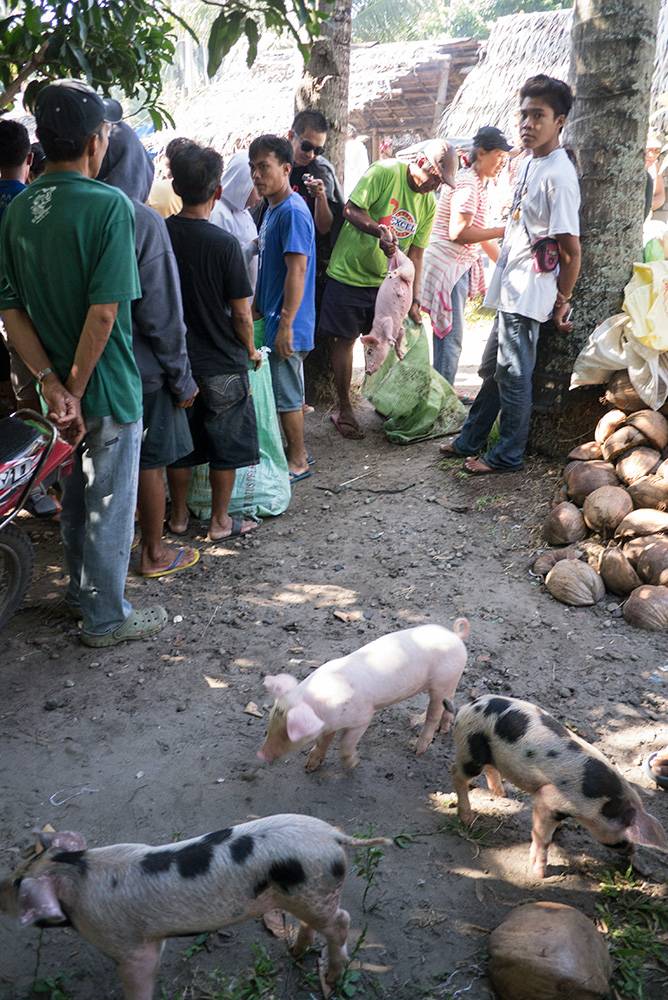 Pigs in the market Pigs in the market