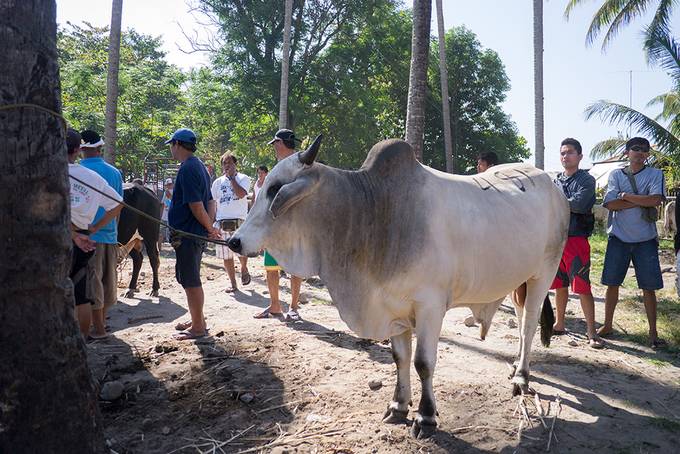 Cow for sale Cow for sale