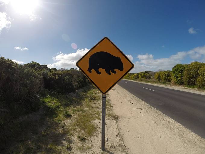 Wombat sign Wombat sign