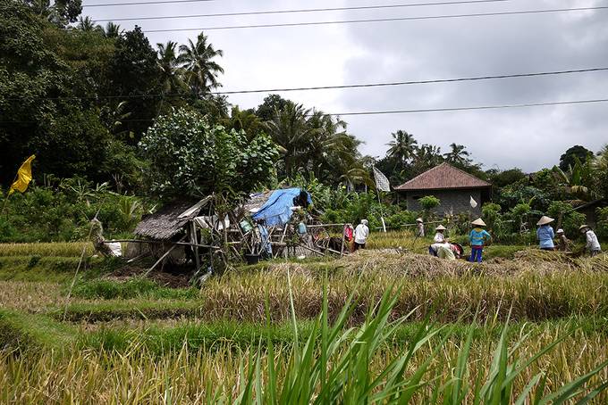 Workers in the rice paddies Workers in the rice paddies